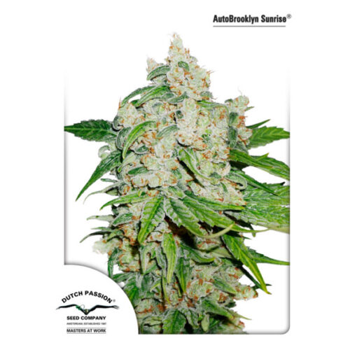 Auto Brooklyn Sunrise fem. Dutch Passion