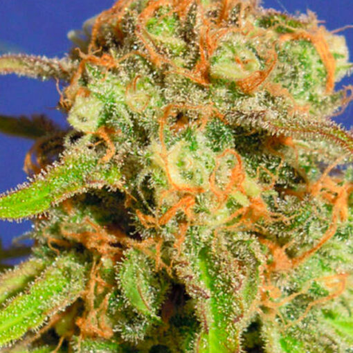 Auto Bruce Banner #3 fem. Original Sensible