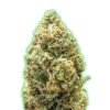 Auto Bruce Banner fem. Monster Genetics