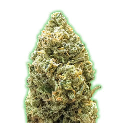 Auto Bruce Banner fem. Monster Genetics