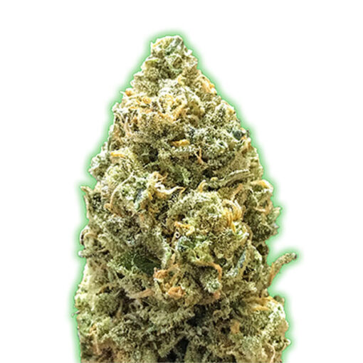 Auto Bruce Banner fem. Monster Genetics