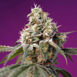 Auto Red Poison  5+2 u. fem. Sweet Seeds Promo Aniversario