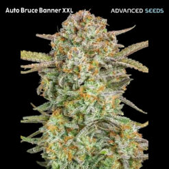 Auto Bruce Banner XXL fem. Advanced Seeds