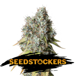 Auto Bruce Banner fem. Seedstockers