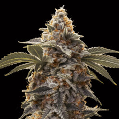 Auto Bubba´s Gift  fem. 00 Seeds