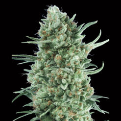 Auto Bubble Gum XXL fem. 00 Seeds