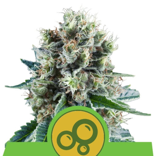 Auto Bubble Kush fem. Royal Queen