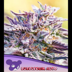 Auto BubbleGum fem. Anesia