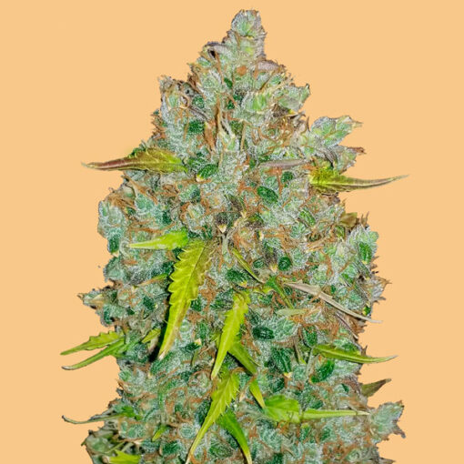 Auto Bubblegum fem. FastBuds Seeds