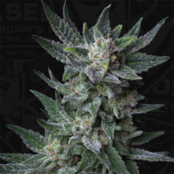 Auto Bubblegum fem. T.H. Seeds