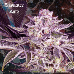 Auto Bumblebee fem. Nemeseeds