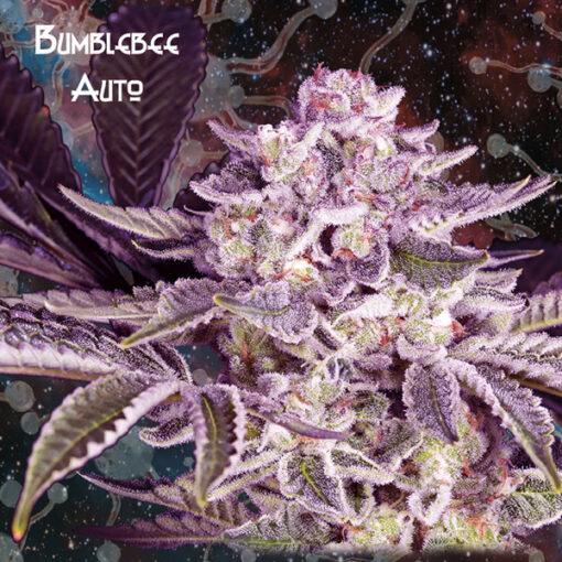 Auto Bumblebee fem. Nemeseeds