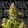 Auto Bus 13. DaHood Urban Seeds