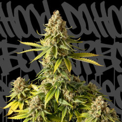 Auto Bus 13. DaHood Urban Seeds