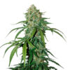 Auto CBD 1:1 Silver Lime Haze fem. Seedstockers