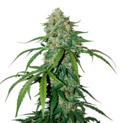Auto CBD 1:1 Silver Lime Haze fem. Seedstockers