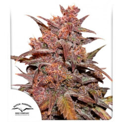 Auto CBD Blackberry Kush. Dutch Passion