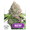 Auto CBD Charlotte´s Angel. Dutch Passion