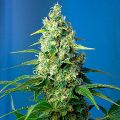 Auto CBD Honey Peach fem. Sweet Seeds
