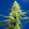 Auto CBD Sweet Pure fem. Sweet Seeds
