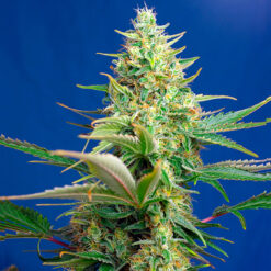 Auto CBD Sweet Pure fem. Sweet Seeds