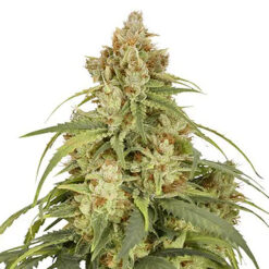 Auto CBD Victory. Dutch Passion
