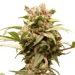 Auto CBG Force fem. Dutch Passion