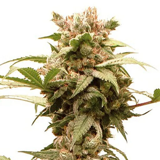 Auto CBG Force fem. Dutch Passion