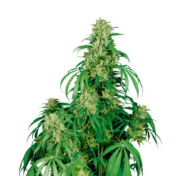 Auto Calamity Jane fem. Buddha Seeds