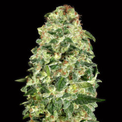 Auto California Kush fem. 00 Seeds