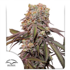 Auto Candy Bubatz XL   1 u. fem. Dutch Passion
