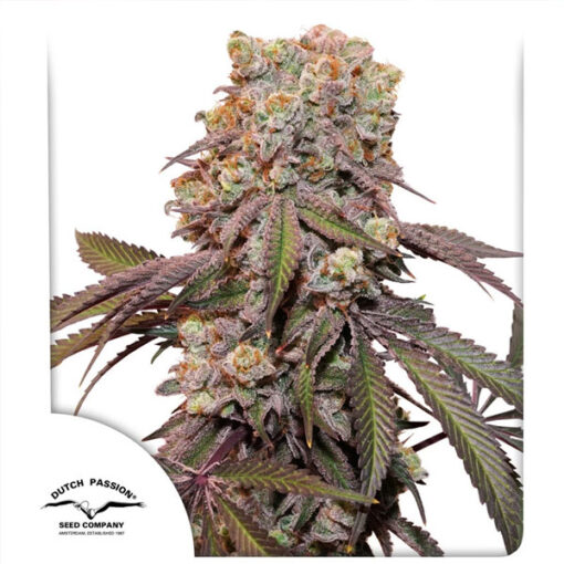 Auto Candy Bubatz XL   1 u. fem. Dutch Passion
