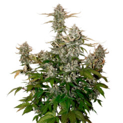Auto Candy Dawg fem. Seedstockers