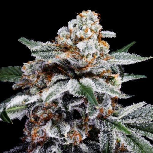 Auto Canelo fem. DNA Genetics
