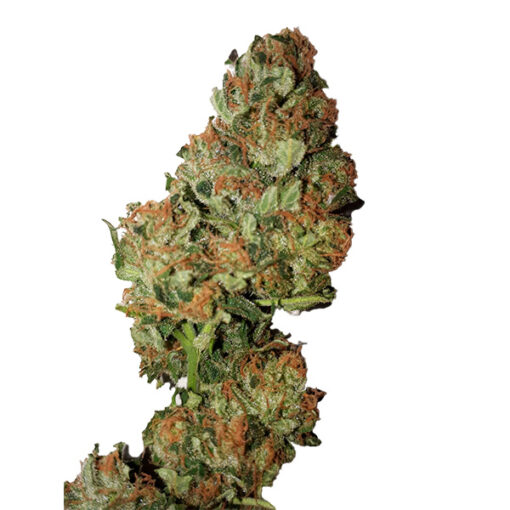 Auto Cannatonic CBD+  CBD Buds