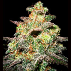 Auto Caramella. Expert Seeds
