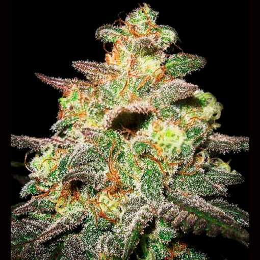 Auto Caramella. Expert Seeds
