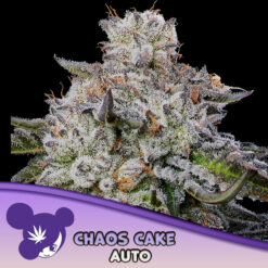 Auto Chaos Cake  3 u. fem Anesia