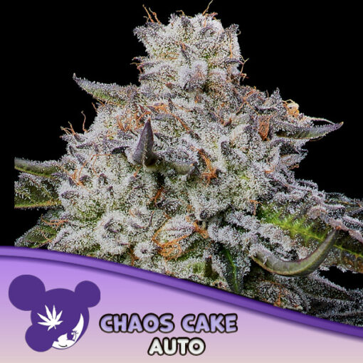 Auto Chaos Cake  3 u. fem Anesia