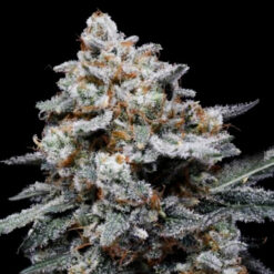 Auto CheMACal Romance fem. DNA Genetics