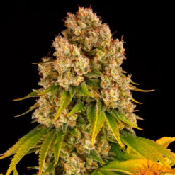 Auto Cheese fem. Barney's