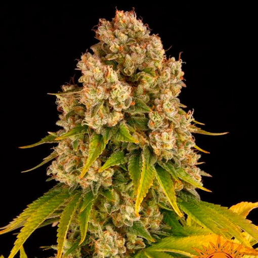 Auto Cheese fem. Barney's