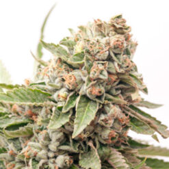 Auto Cheese. Expert Seeds