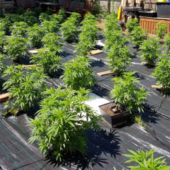Auto Cheese. The Original Big Buddha Family Farms