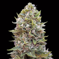 Auto Cheese Berry fem. 00 Seeds