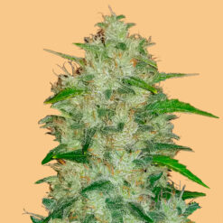 Auto Chemdawg fem. FastBuds Seeds