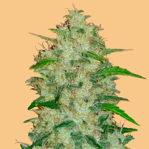 Auto Chemdawg fem. FastBuds Seeds