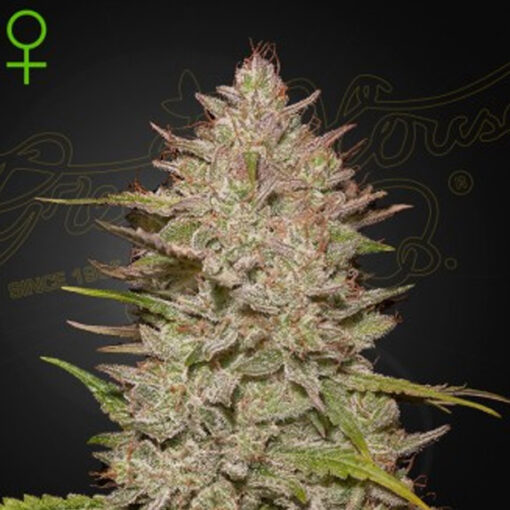 Auto Chemical Candy fem. Green House