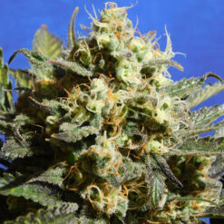 Auto Cherry Alien fem. Original Sensible