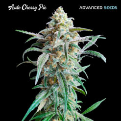 Auto Cherry Pie fem. Advanced Seeds